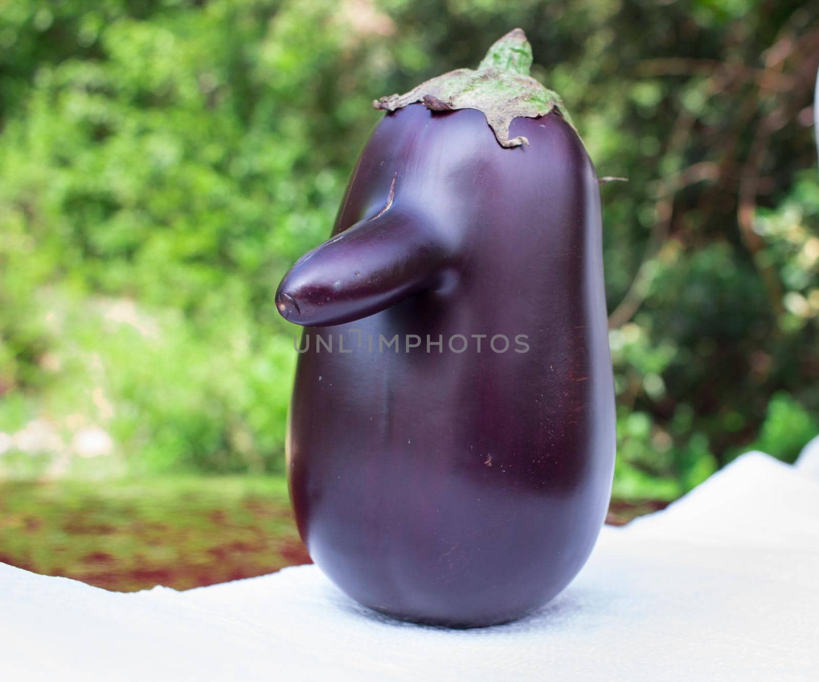 Funny purple fresh organic vegetable eggplant with long nose on green