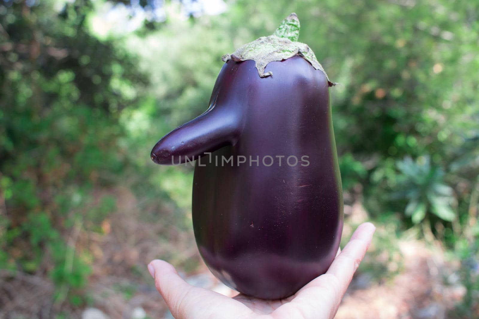 Funny purple fresh natural organic vegetable eggplant with long nose held in hand by VeraVerano
