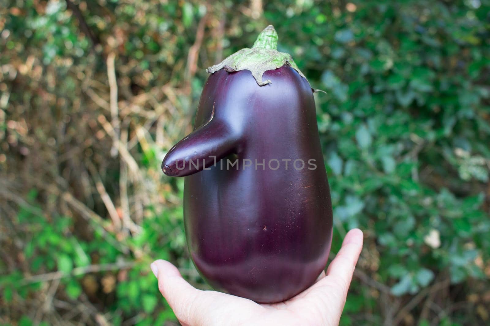 Funny fresh natural organic vegetable eggplant with long nose held in hand by VeraVerano