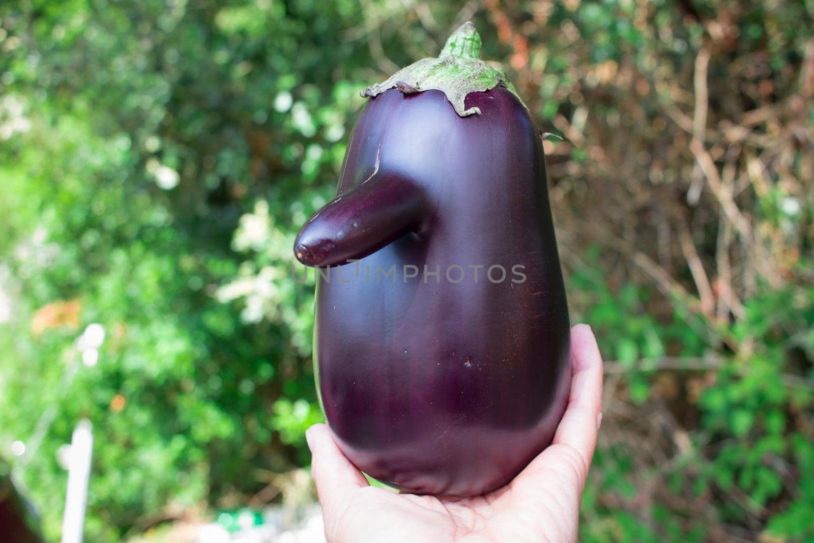 Funny purple fresh natural vegetable eggplant with long nose held in hand
