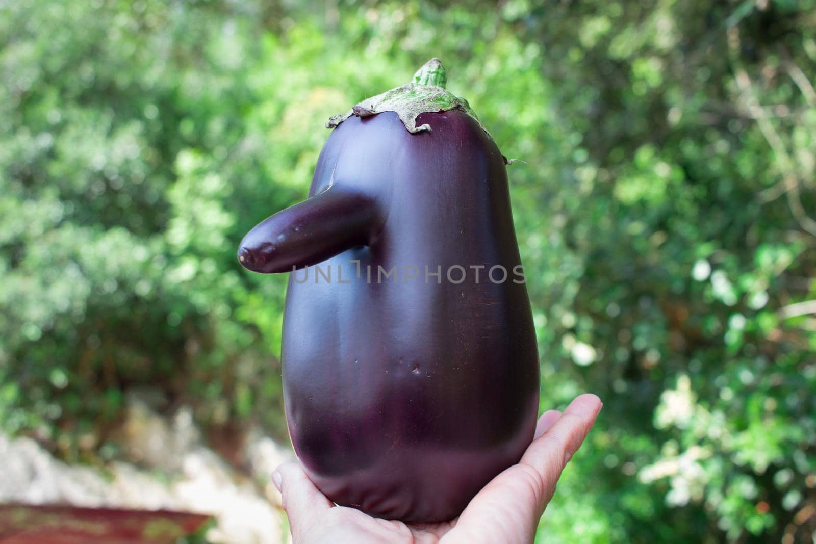 Funny purple natural organic vegetable eggplant with long nose in hand by VeraVerano