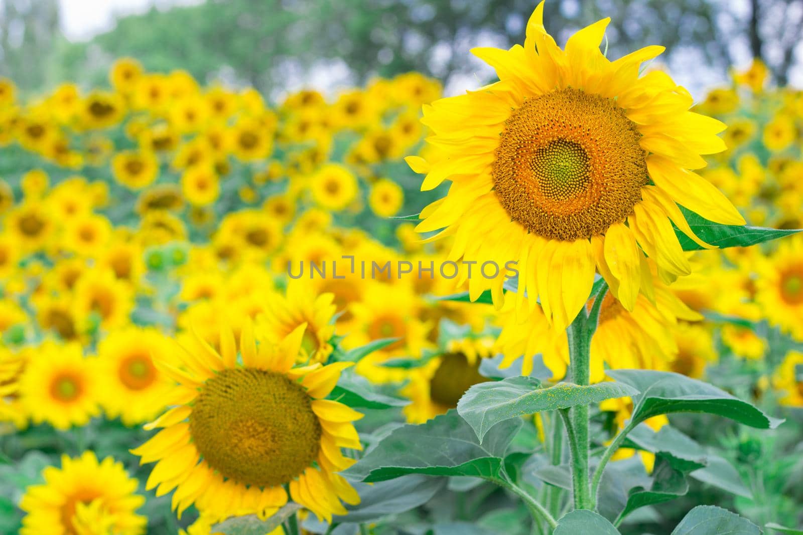 Colorful bright orange yellow sunflowers on countryside summer meadow by VeraVerano