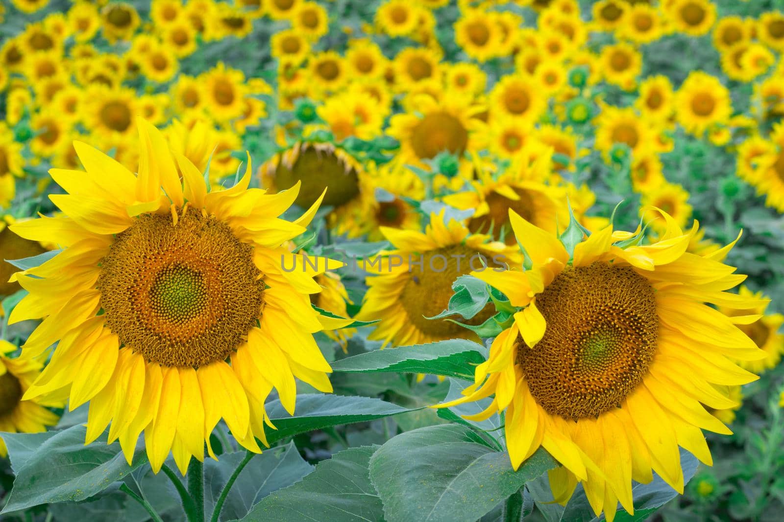 Colorful bright yellow sunflowers on countryside summer field meadow