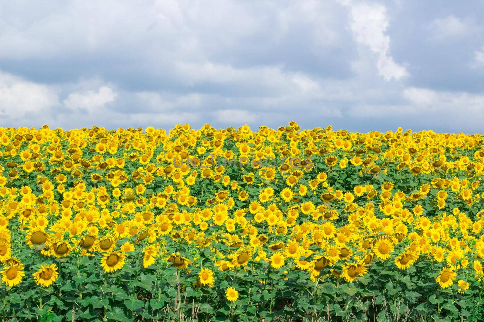 Bright yellow field of sunflowers with gray cloudy sky