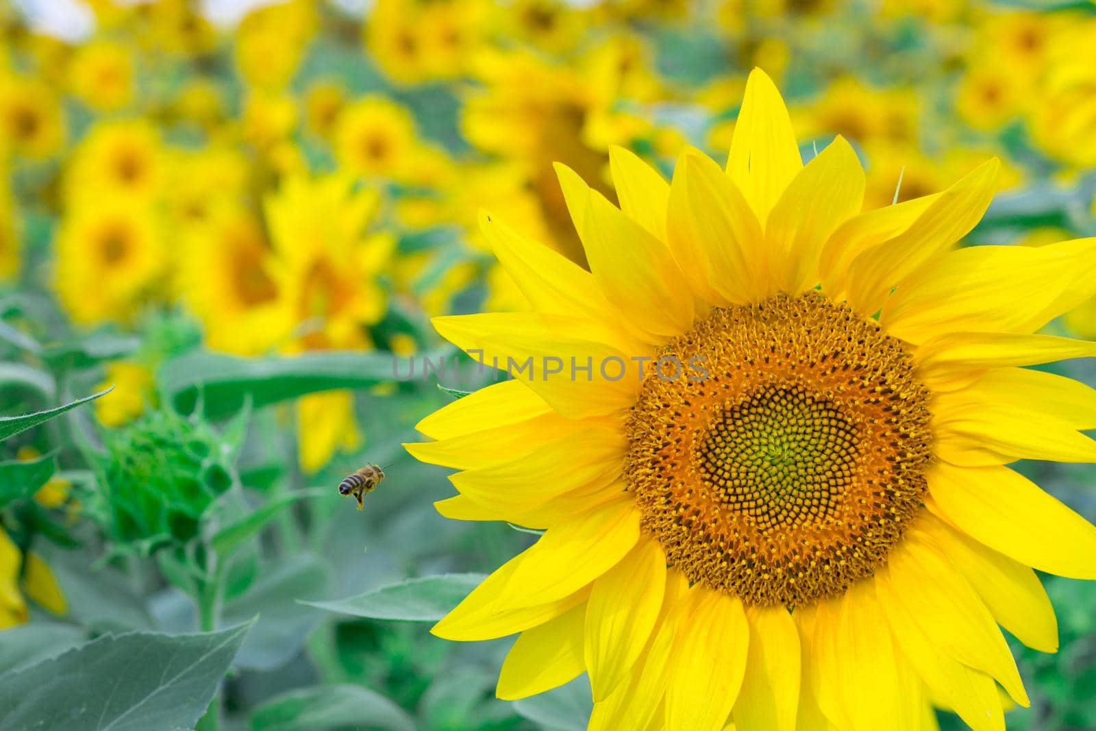Close-up of small honeybee on yellow bright sunflower gathering honey on field by VeraVerano