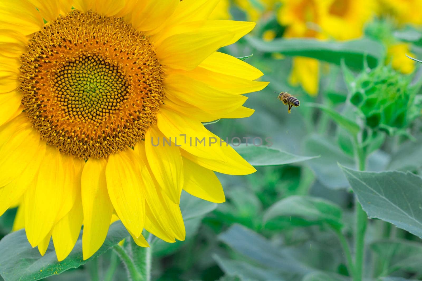 Small honeybee flying on yellow bright sunflower gathering honey on field by VeraVerano