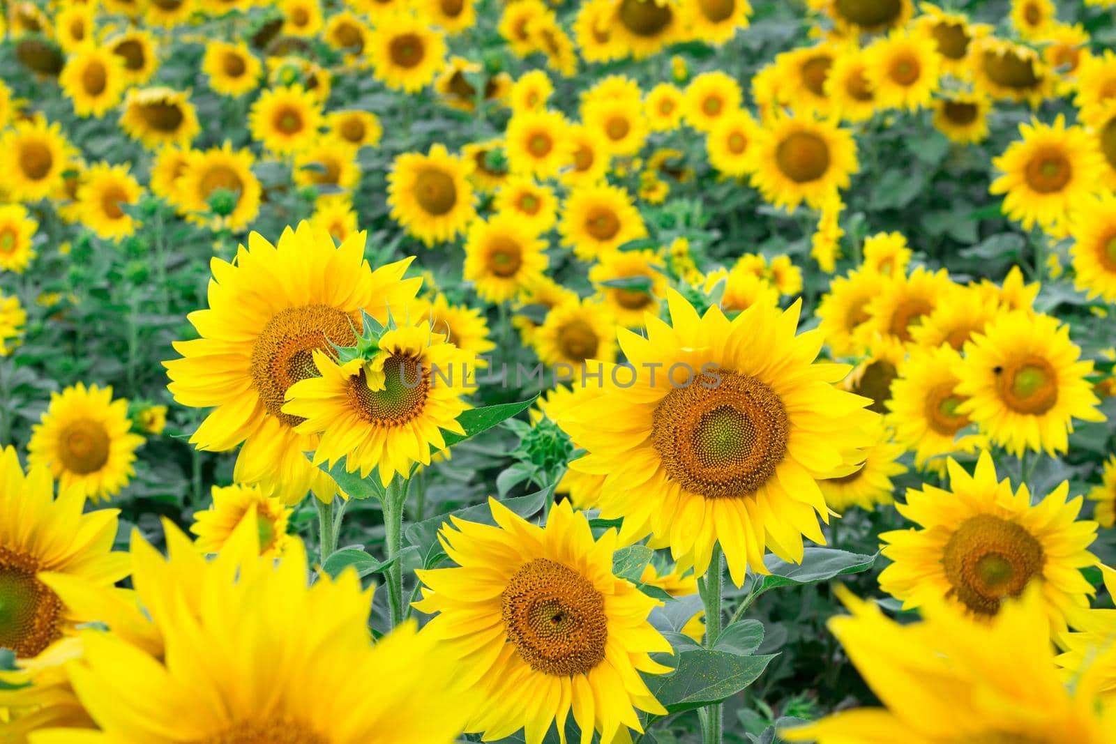 Colorful bright orange yellow sunflowers on countryside field meadow