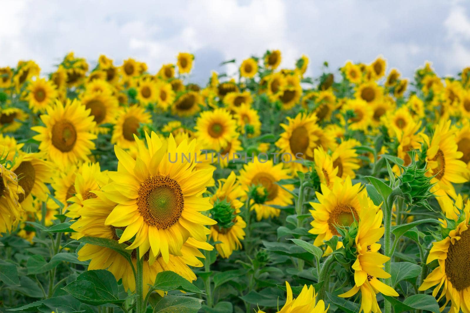 Bright yellow field of sunflowers with cloudy sky view