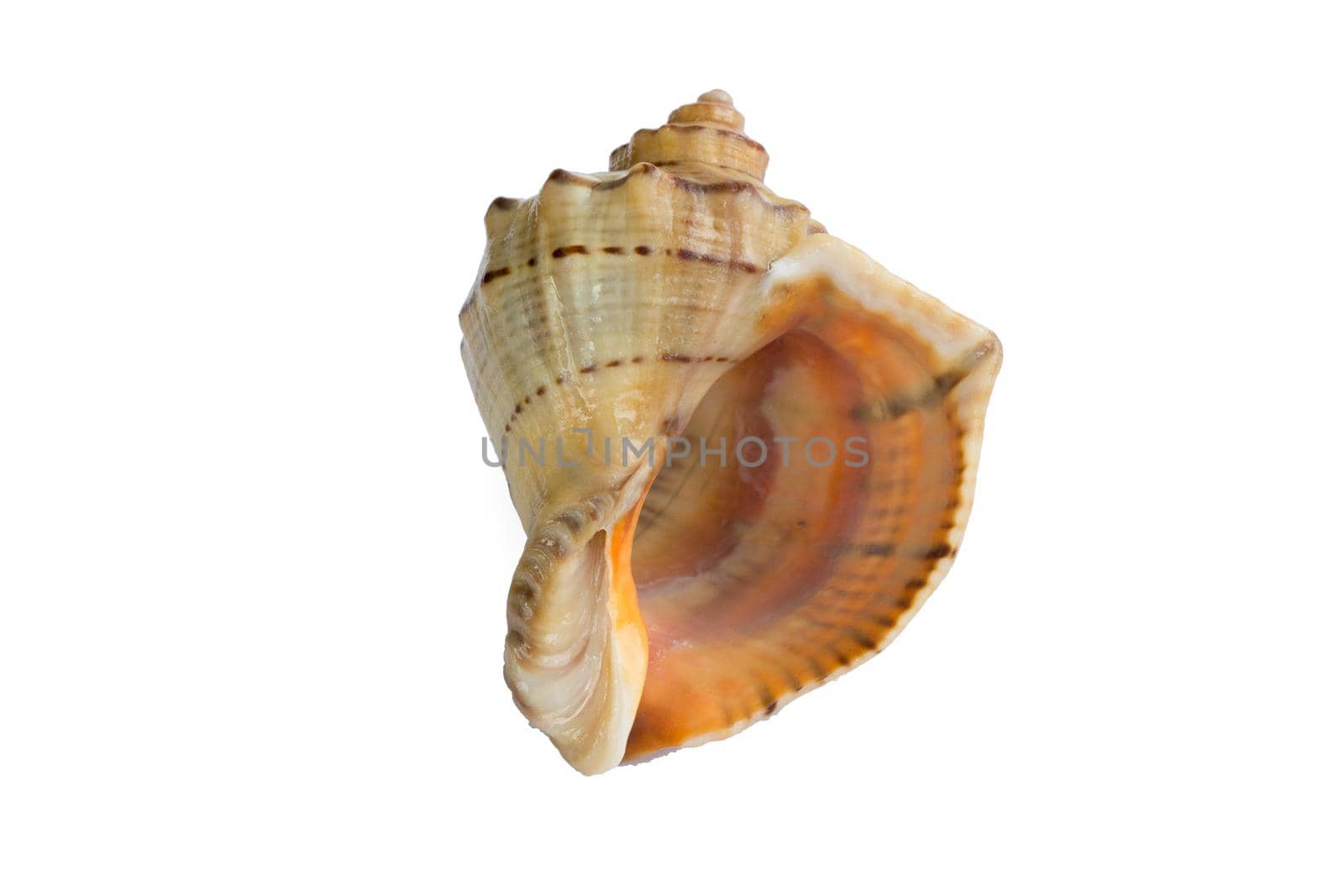 Marine life: big light bright yellow orange gastropod seashell close-up on white background