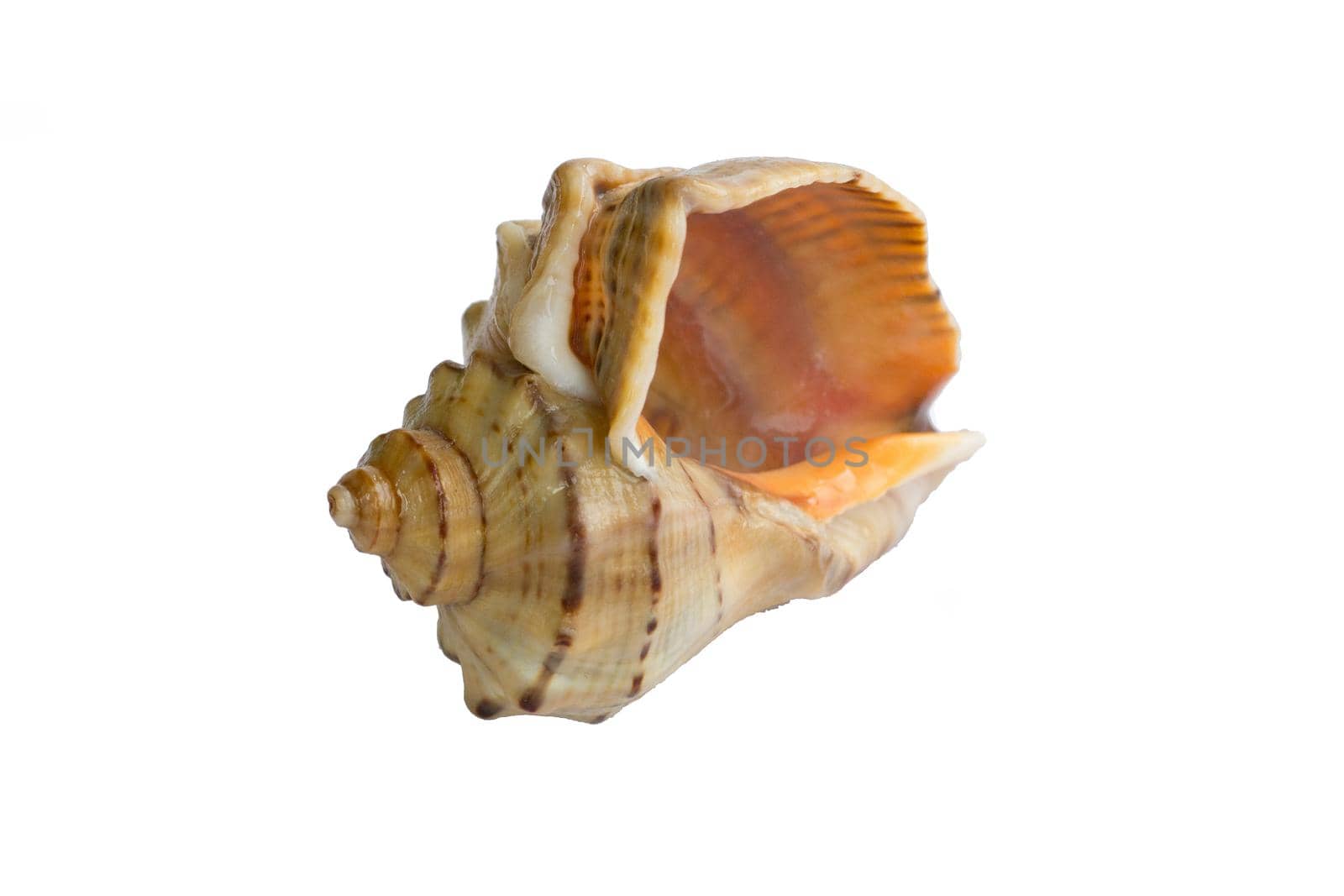 Marine life: big light bright yellow orange gastropod seashell close-up on white background
