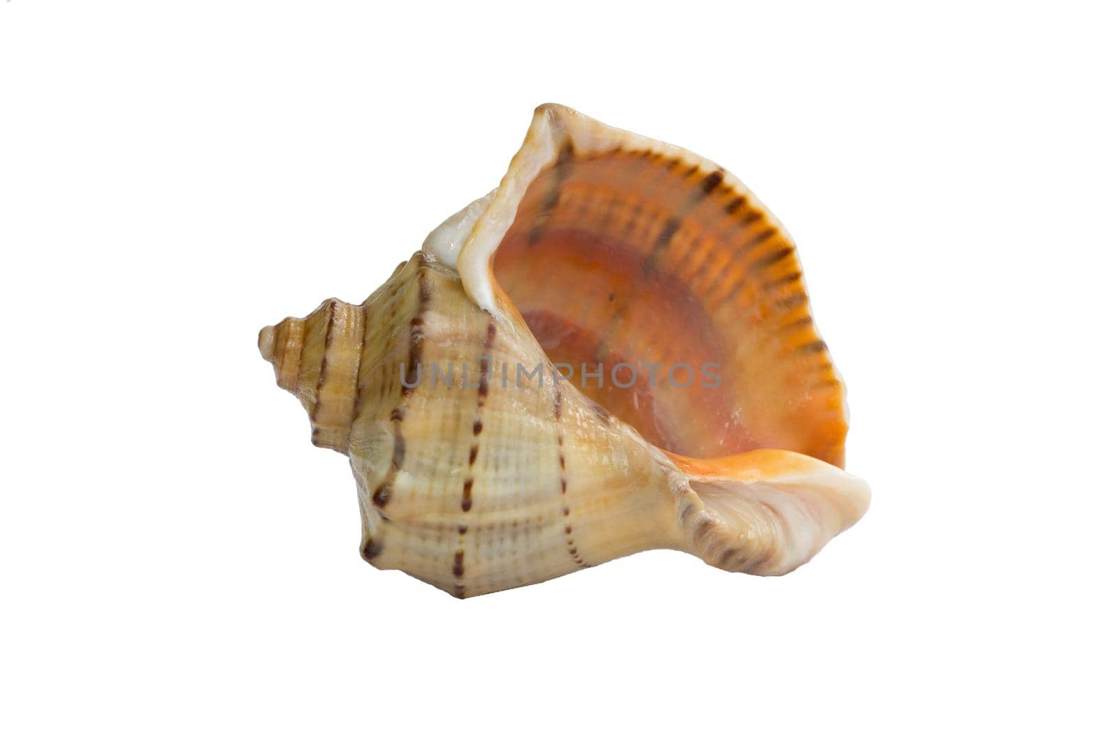 Big light bright yellow gastropod seashell close-up on white background by VeraVerano