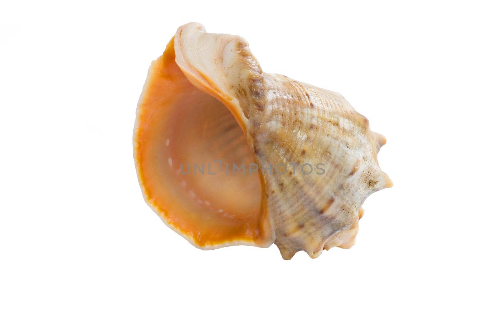 Marine light yellow orange gastropod seashell close-up on white background by VeraVerano