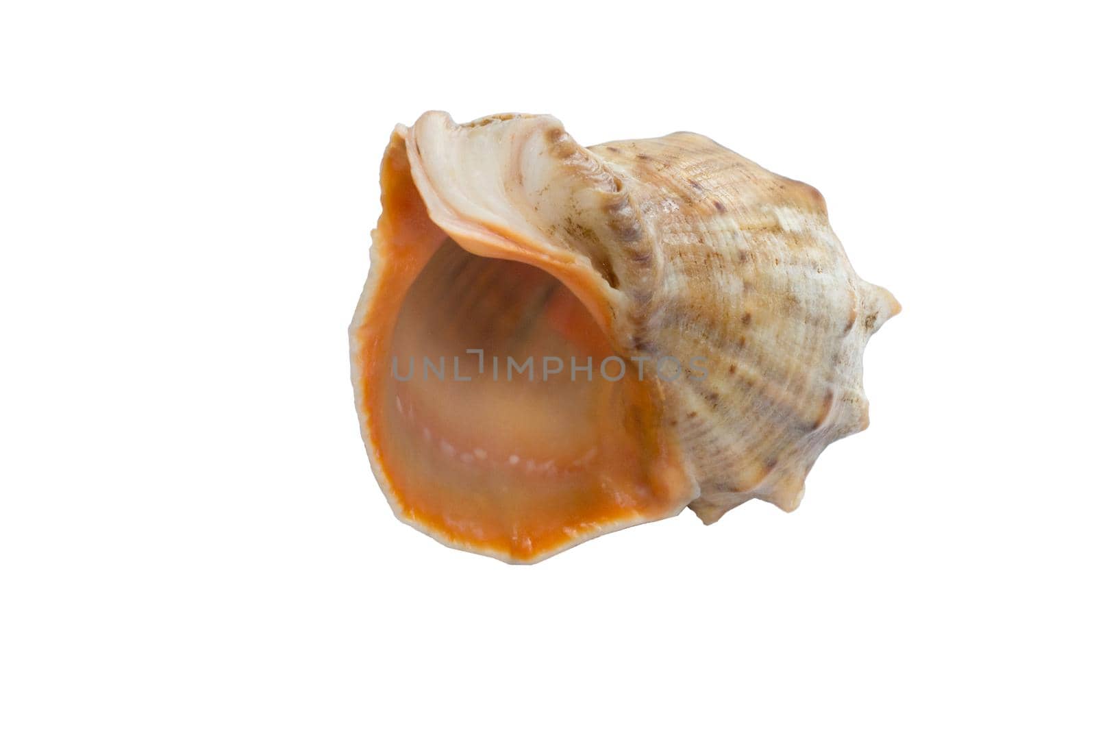Marine big light bright yellow orange gastropod seashell on white by VeraVerano