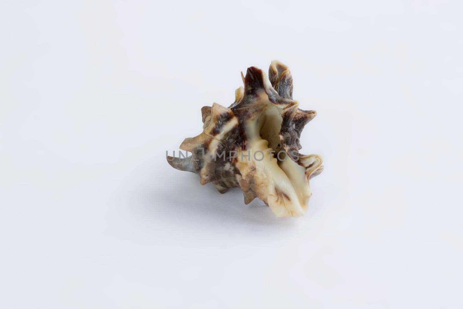 Marine life: light brown spiny itchy gastropod seashell close-up on white background