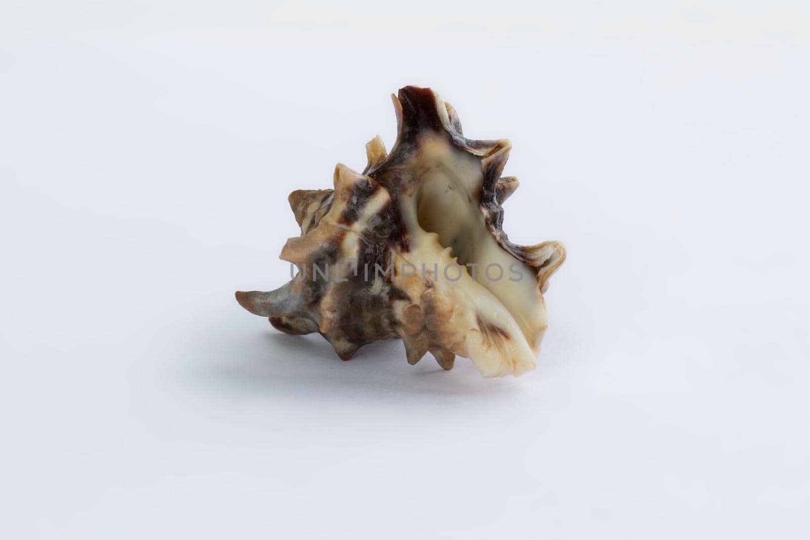 Marine life: brown spiny gastropod seashell close-up on white background by VeraVerano