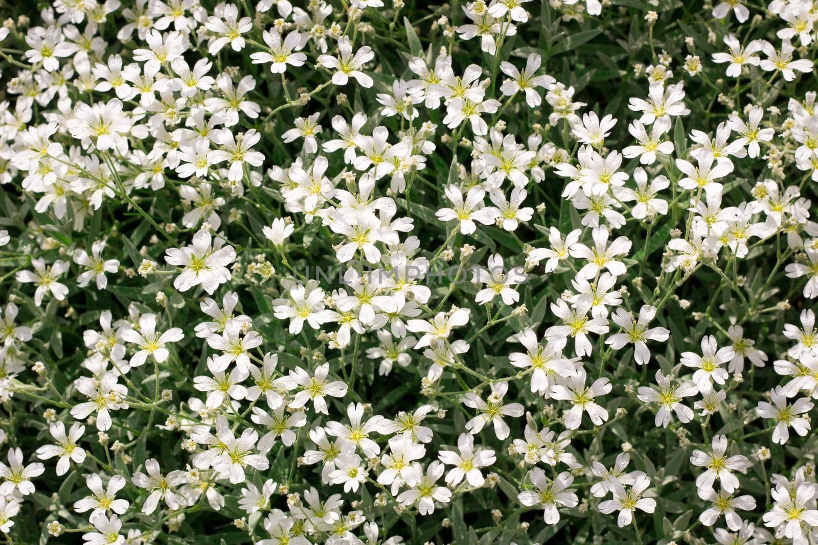 Floral background of small  white meadow flowers