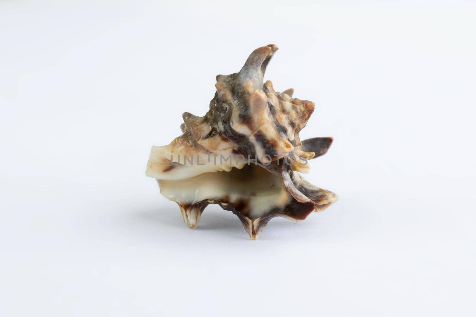 Marine life: light spiny itchy gastropod seashell close-up on white by VeraVerano