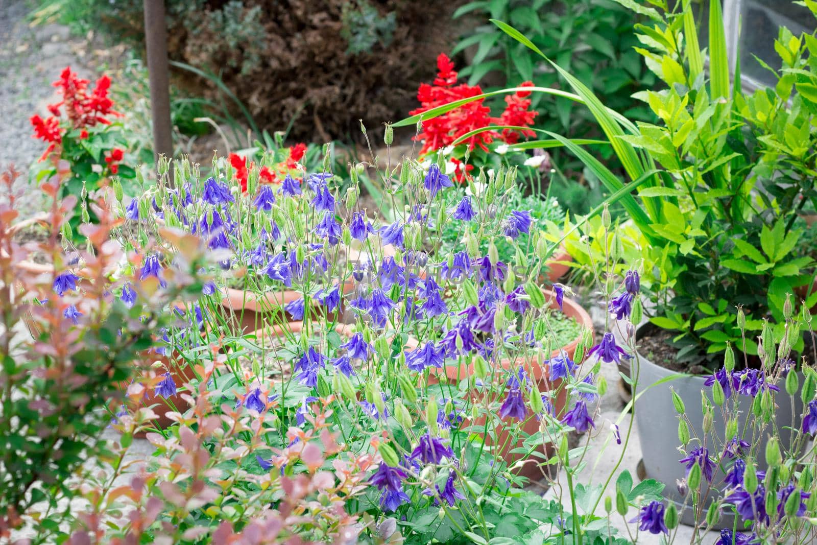 Floral background of small  light blue meadow and red garden flowers