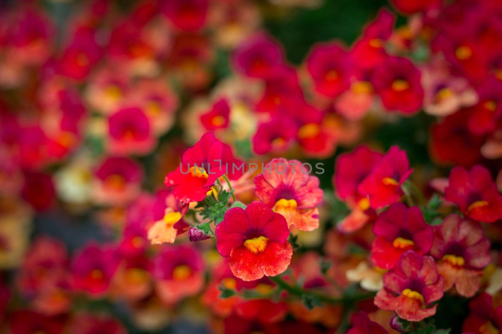 Floral background of red summer flowers close-up by VeraVerano