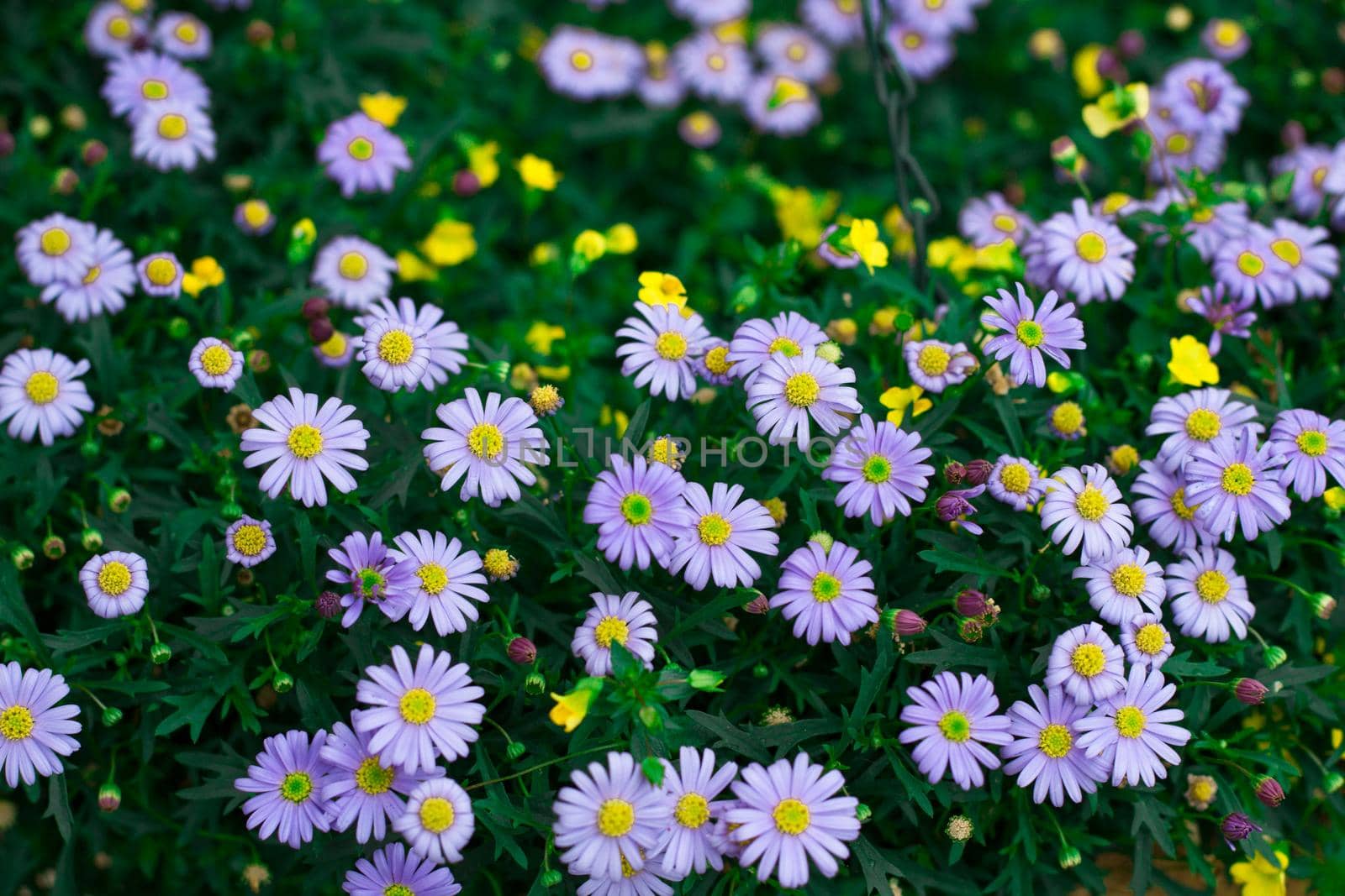 Floral background of small  light blue summer meadow flowers