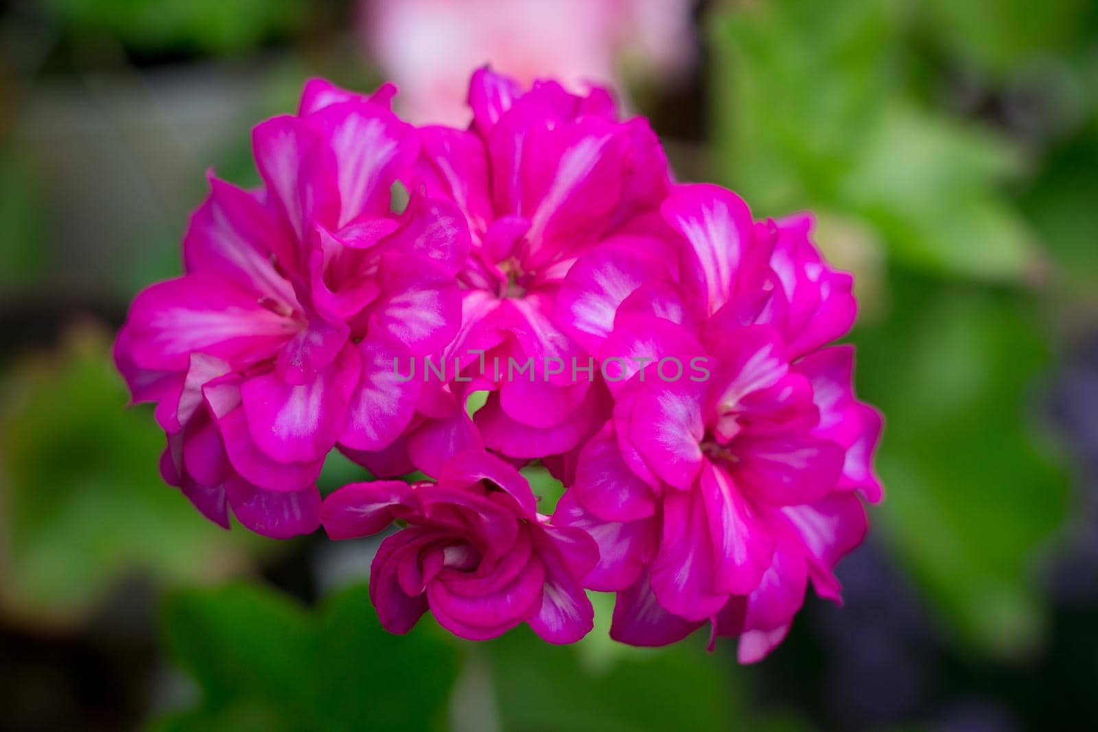 Close-up of flowering purple pink garden flower