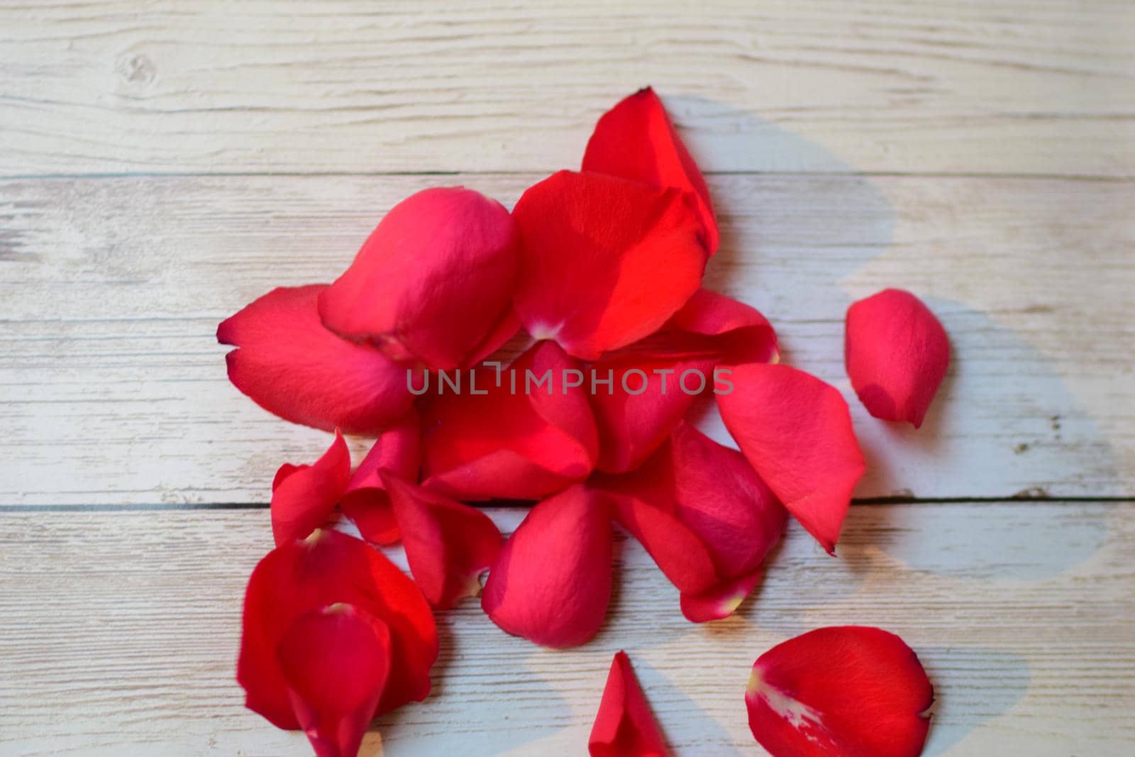 View from above on red rose petals on a textured beige background
