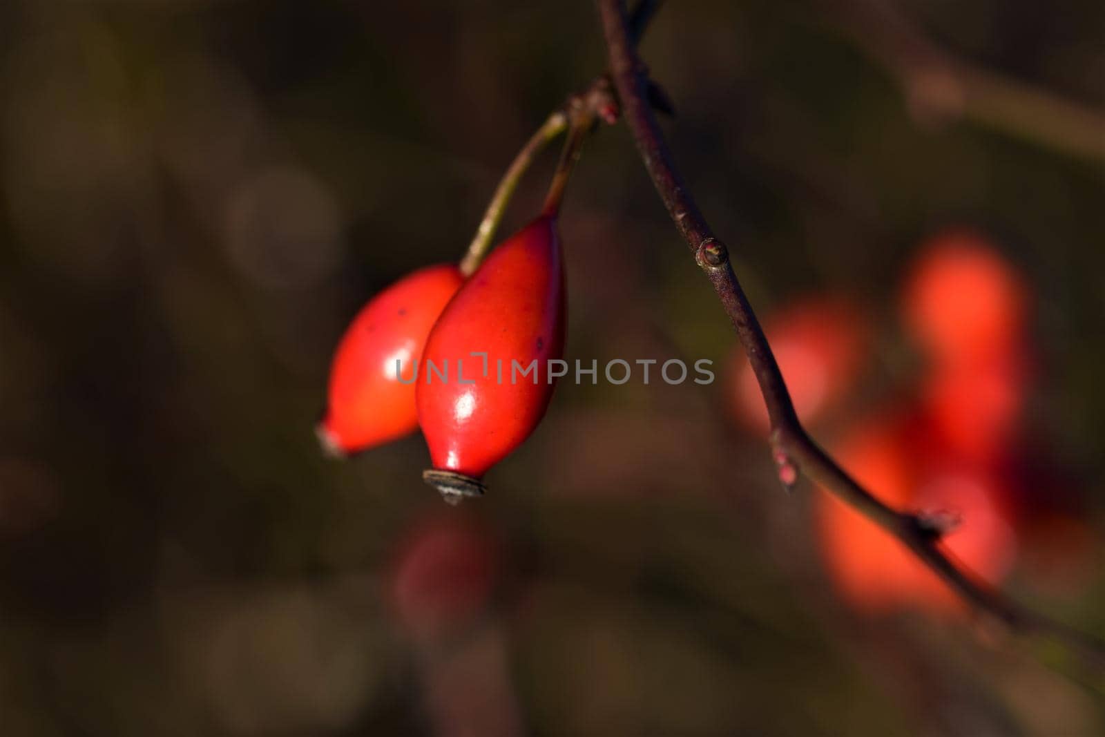 Close-up of two rose hips against a blue background