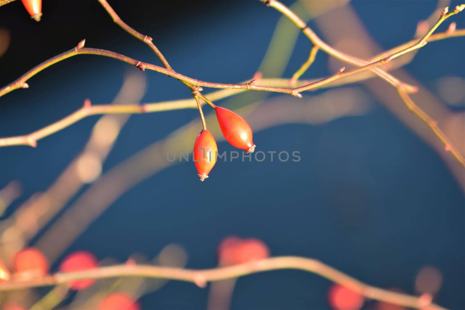 Close up of two rose hips on the bush with a blue and brown blurred background by Luise123