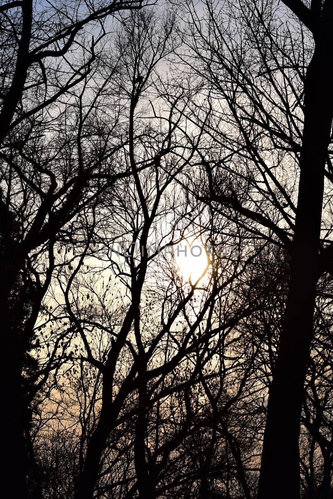 Trees and bushes in winter backlit by a sunset by Luise123