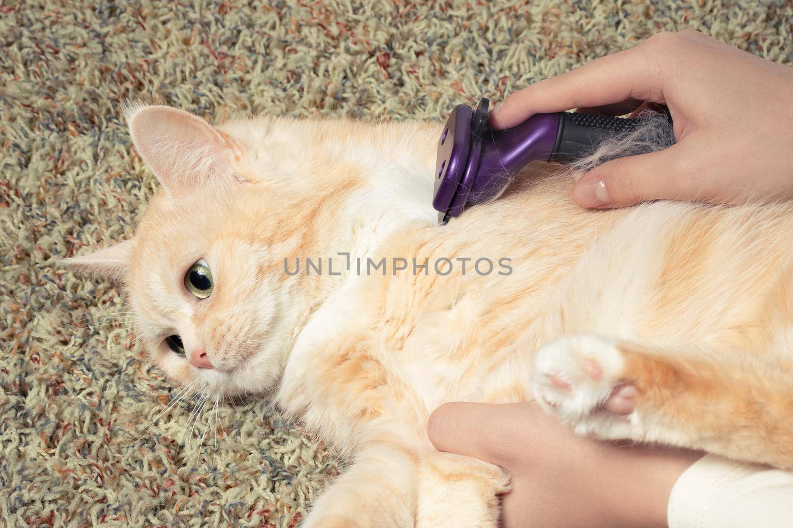 Furminator combing a cute creamy British cat. Pet care, grooming concept.