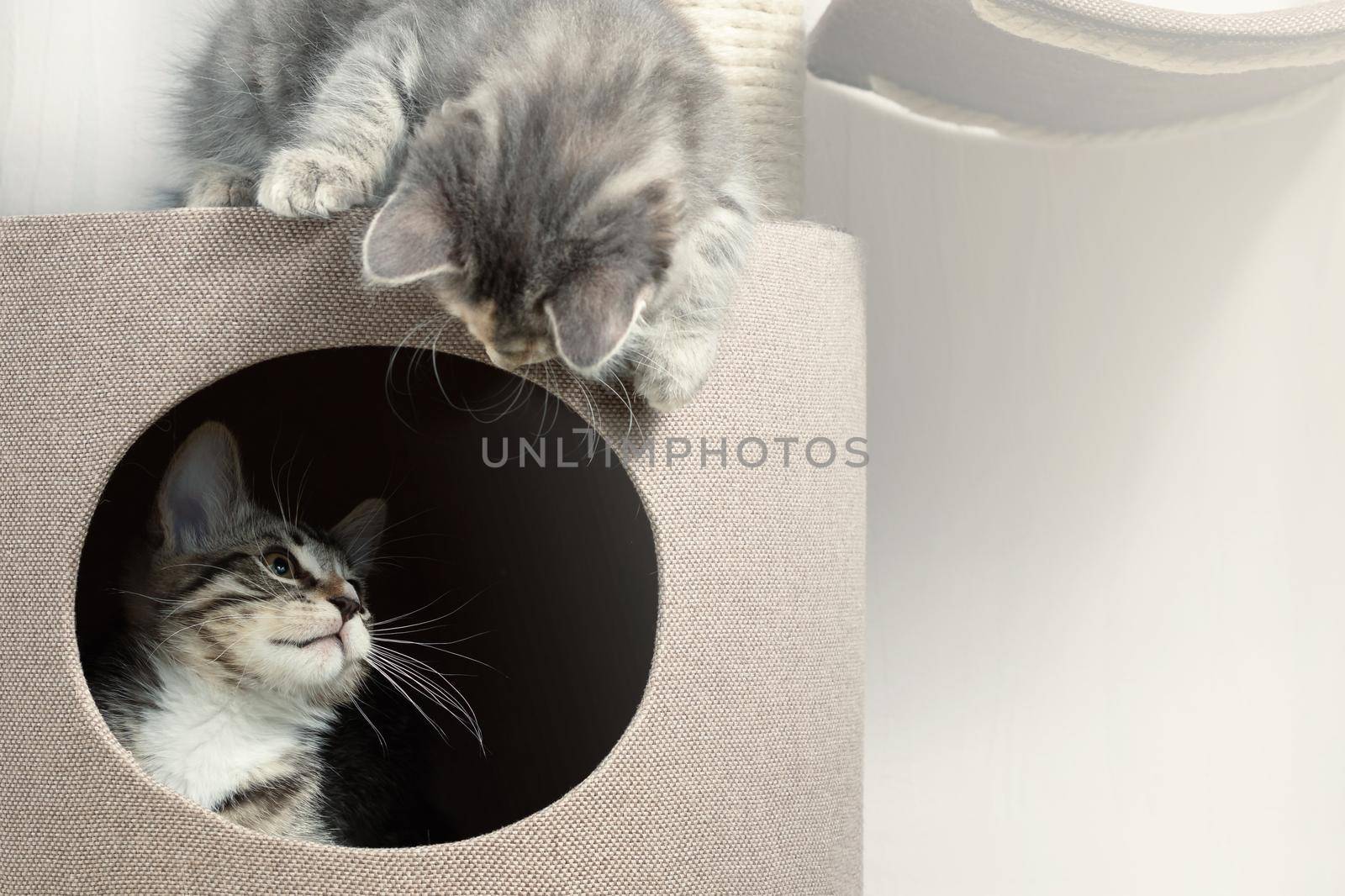 Two cute gray kittens playing on cat furniture at home.