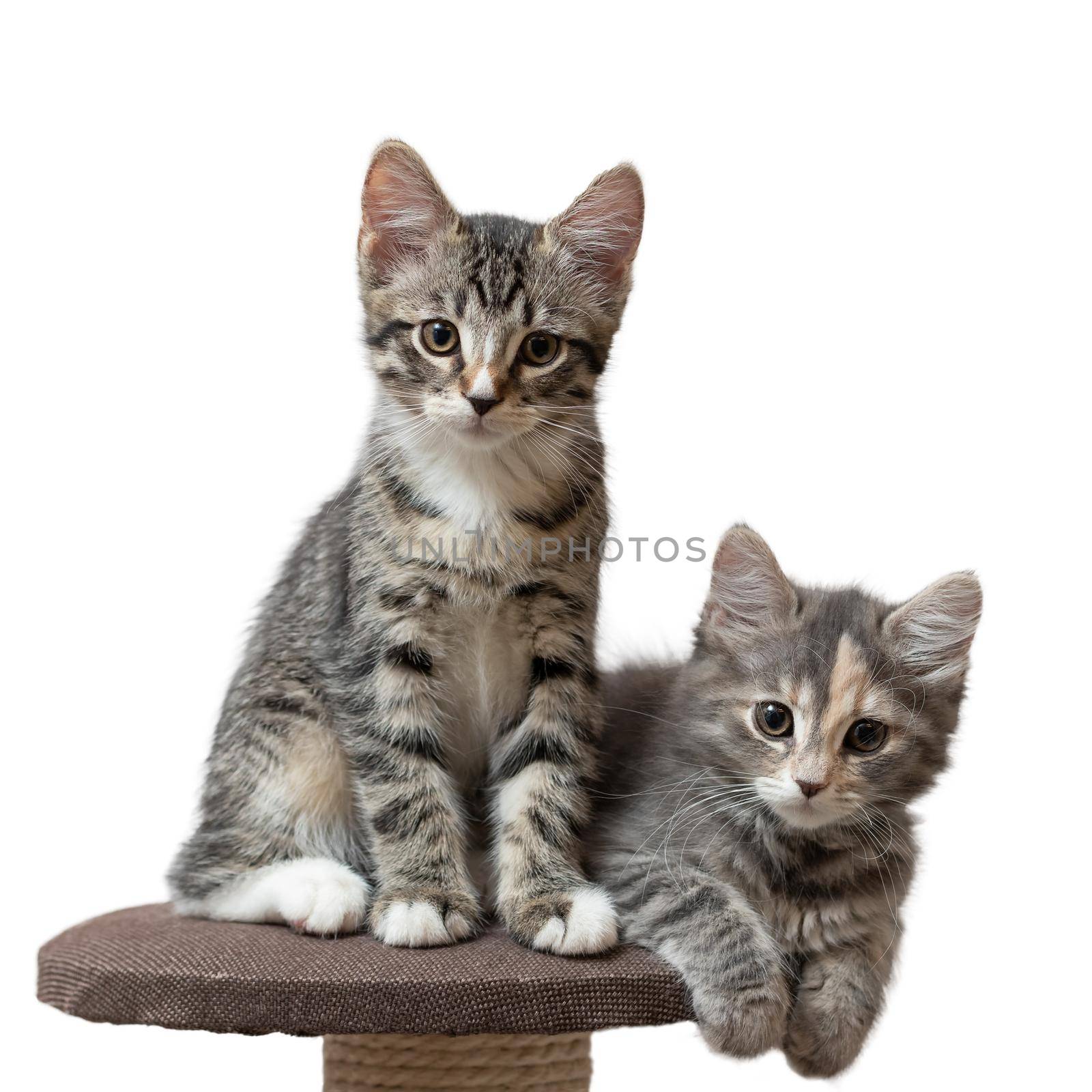 Two cute gray kittens sit on cat furniture at home looking into the camera isolated on white background.