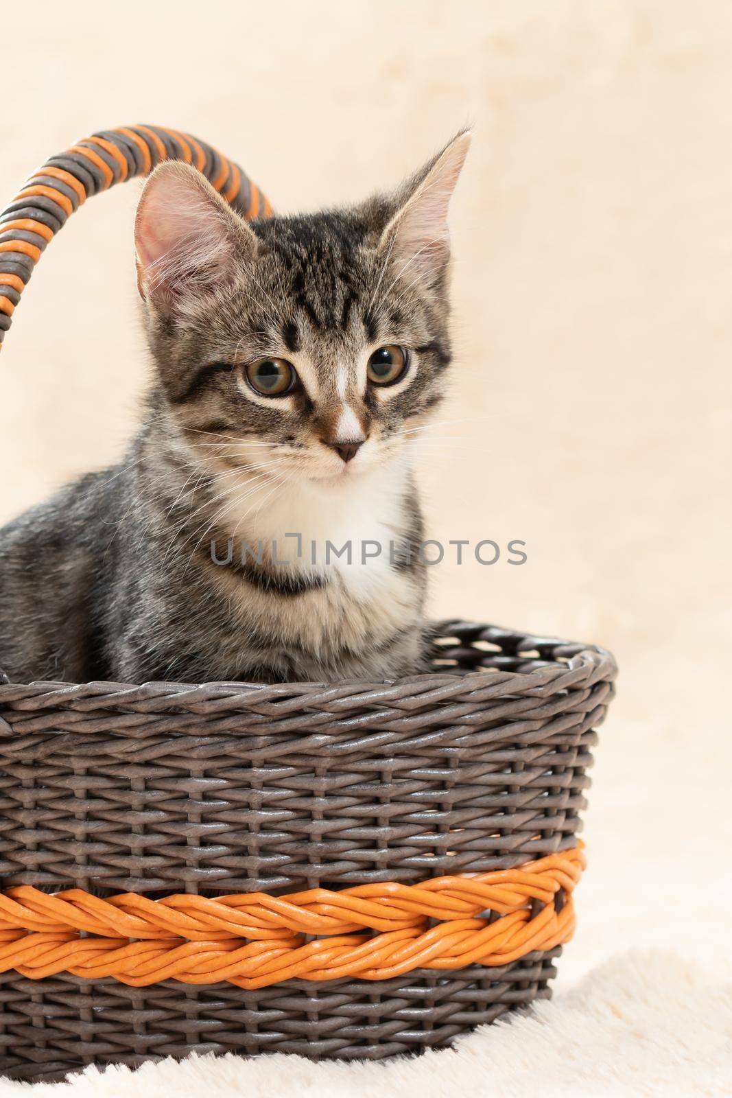 Cute gray tabby kitten sits in a wicker basket on a background of a cream fur plaid, vertical image by galsand