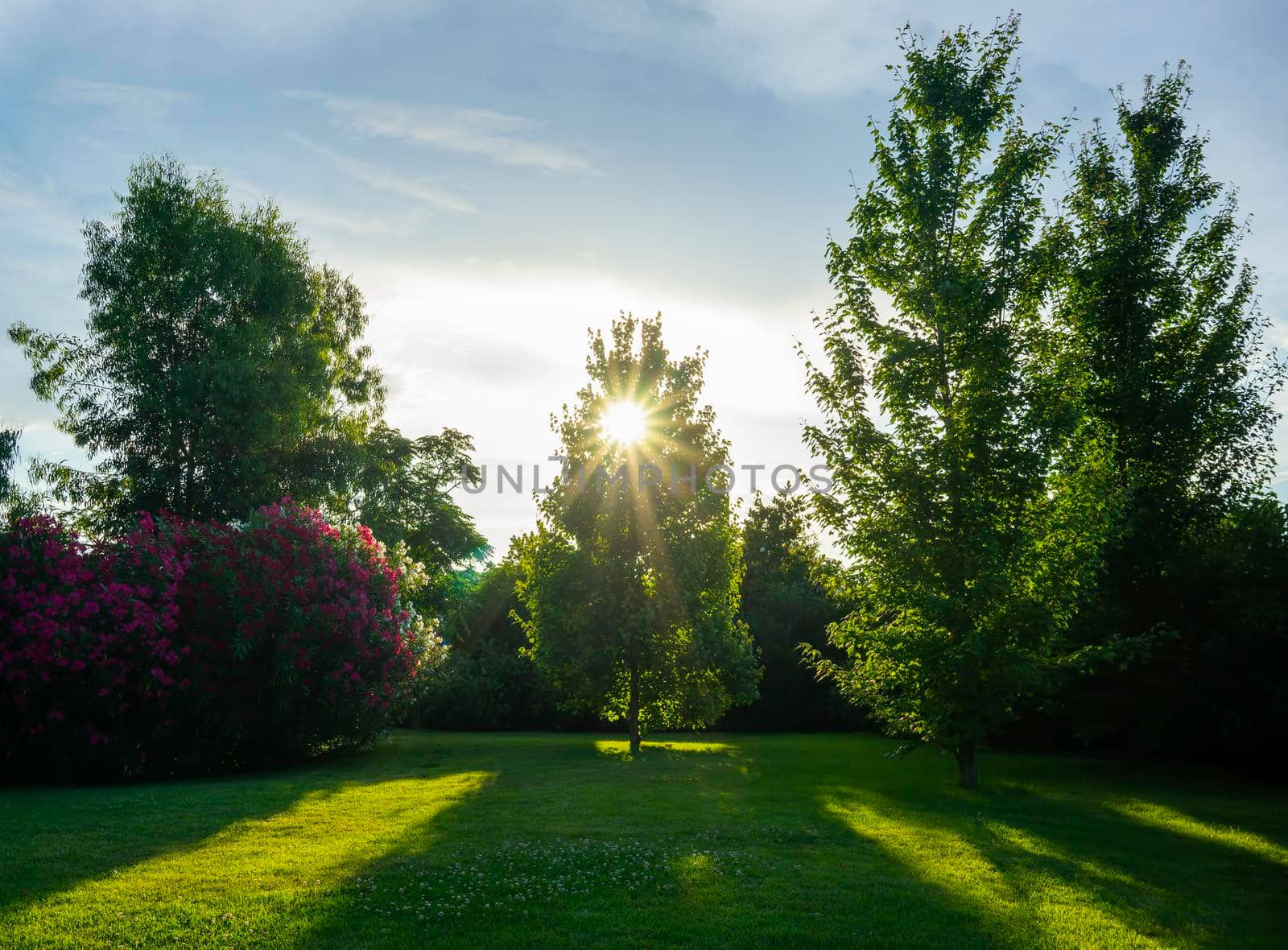 Natural landscape with a view of a beautiful Park and trees.