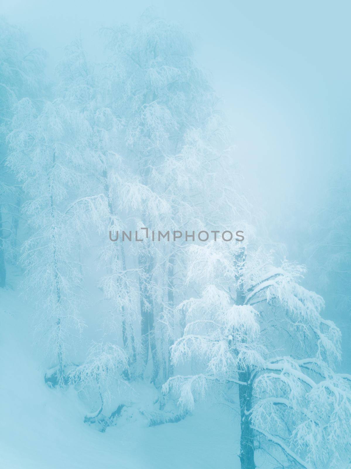 Beautiful winter landscape with forest in Caucasus mountains, Sochi, Russia, trees covered with snow frost, foggy morning