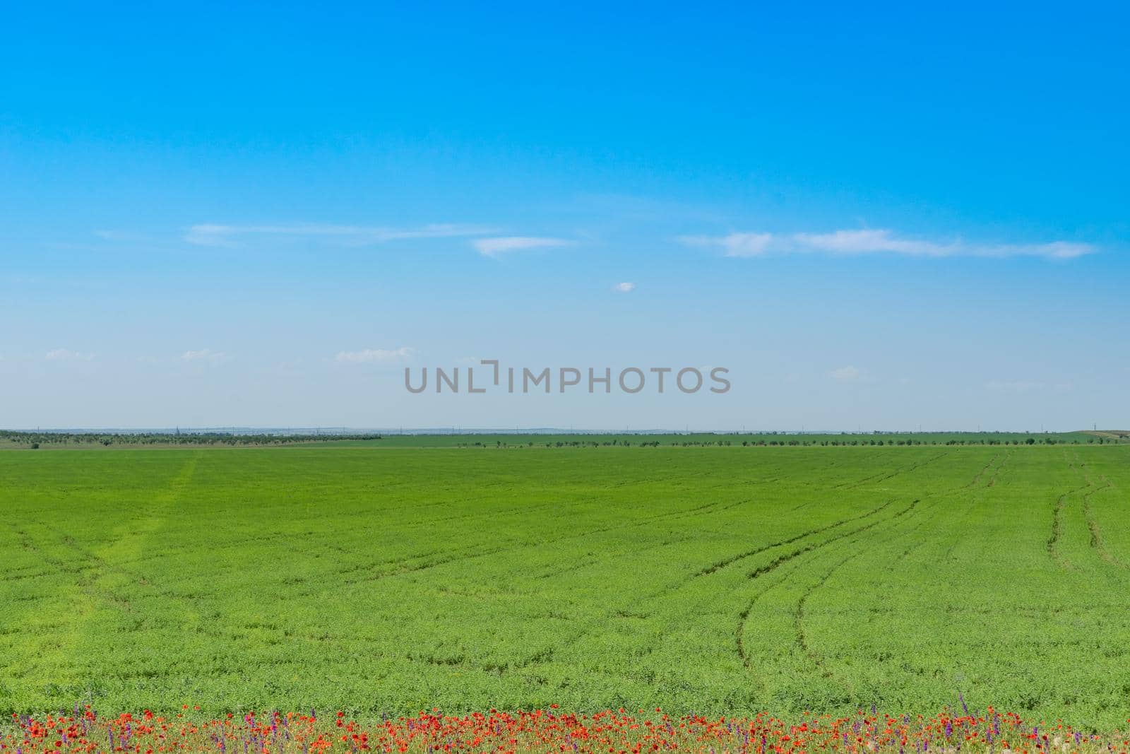 Natural landscape with green field, red poppies on the edge and blue sky with white clouds.