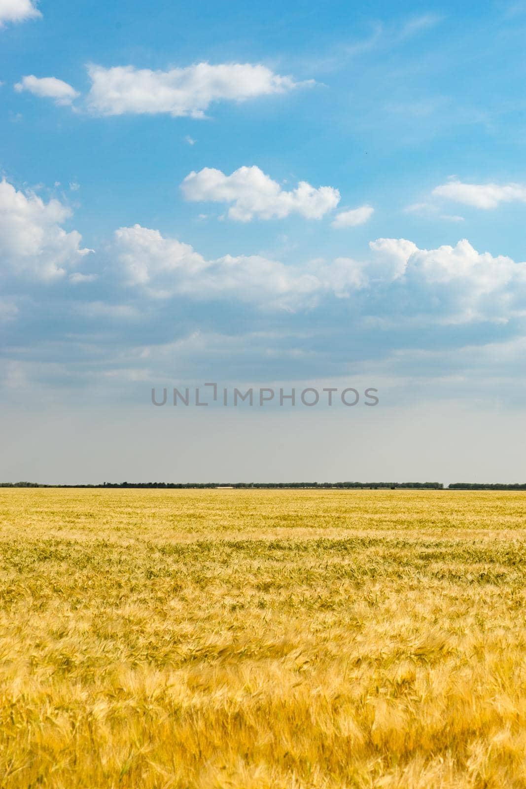 Natural landscape with yellow wheat field under blue sky with clouds.