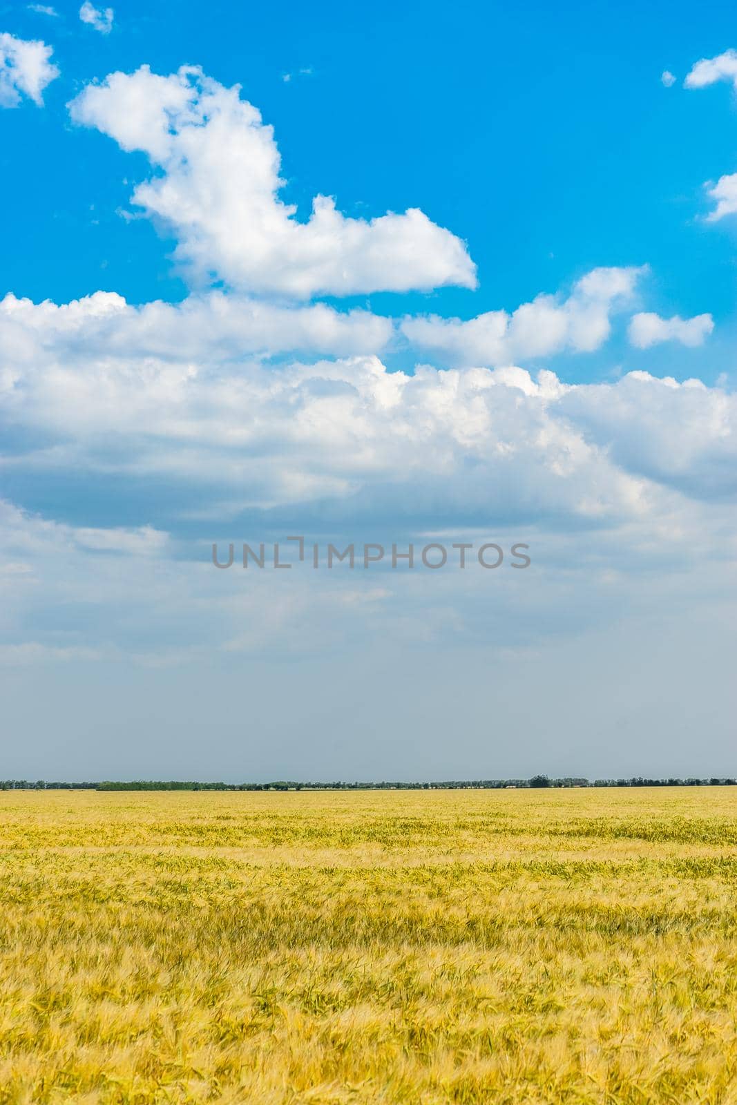 Natural landscape with yellow wheat field under blue sky with clouds.