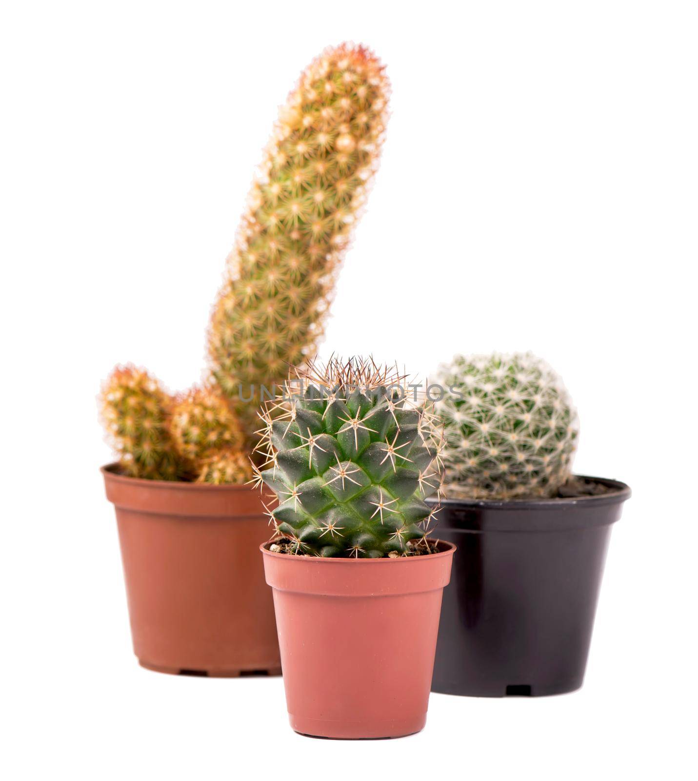 Three small cactuses isolated on white background by aprilphoto