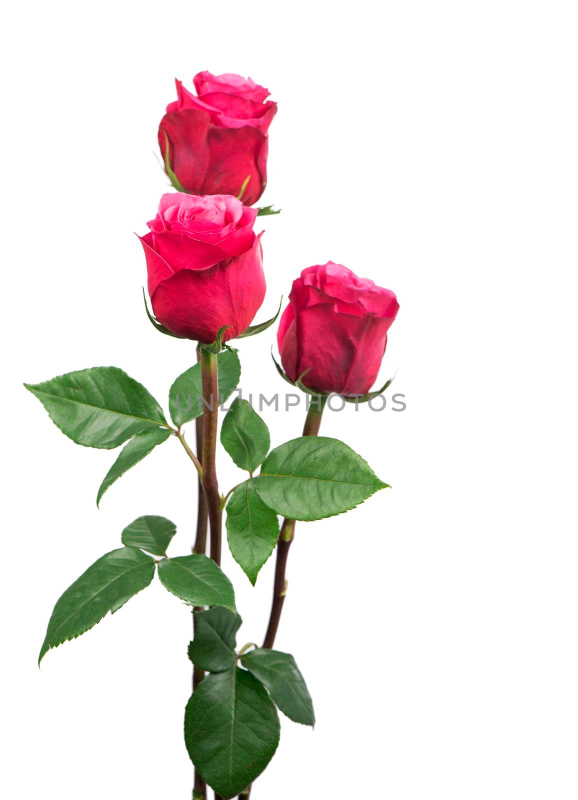 isolated pink roses flower on a white background