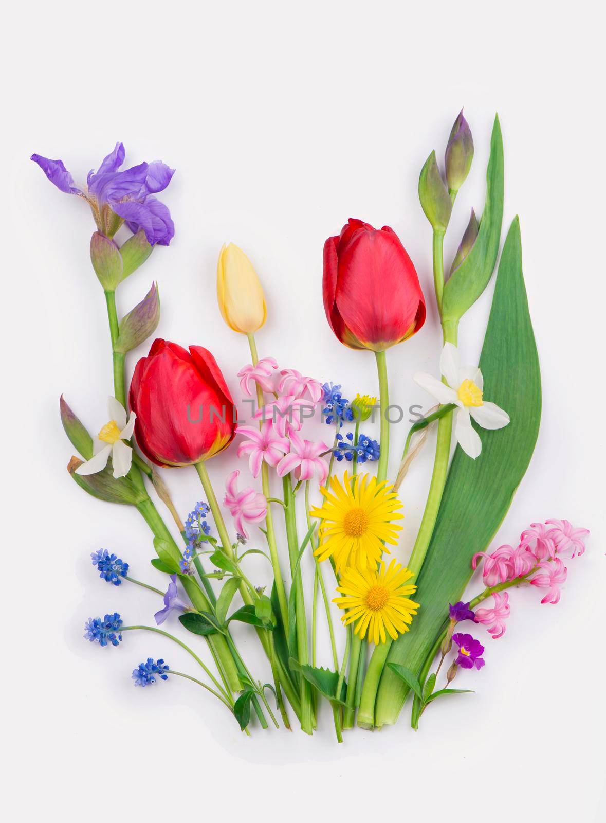 Spring flowers daffodils and tulips on white background by aprilphoto