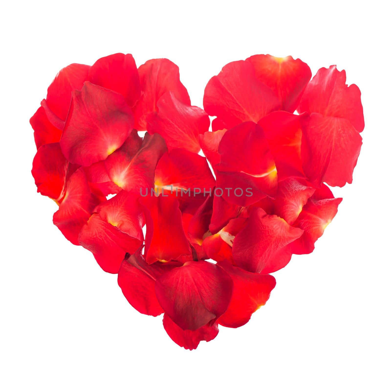 Heart Made of Red Roses Isolated on the white background by aprilphoto