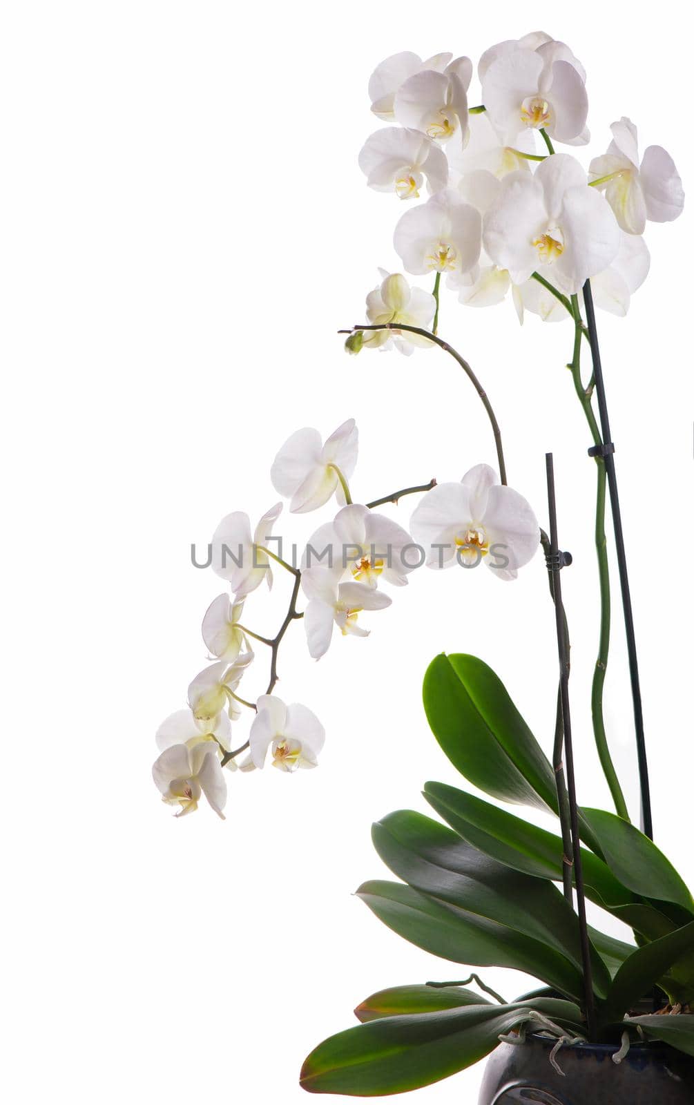 Branch with beautiful tropical orchid flowers on white background