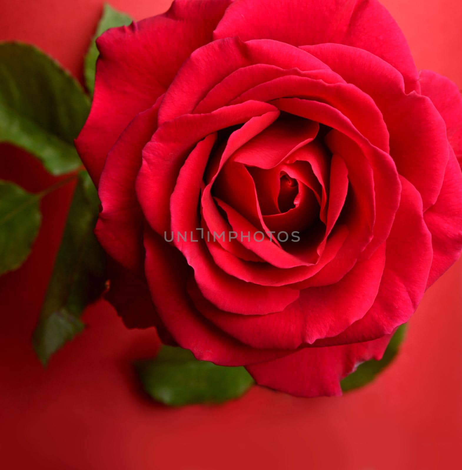 A close up macro shot of a red rose flower