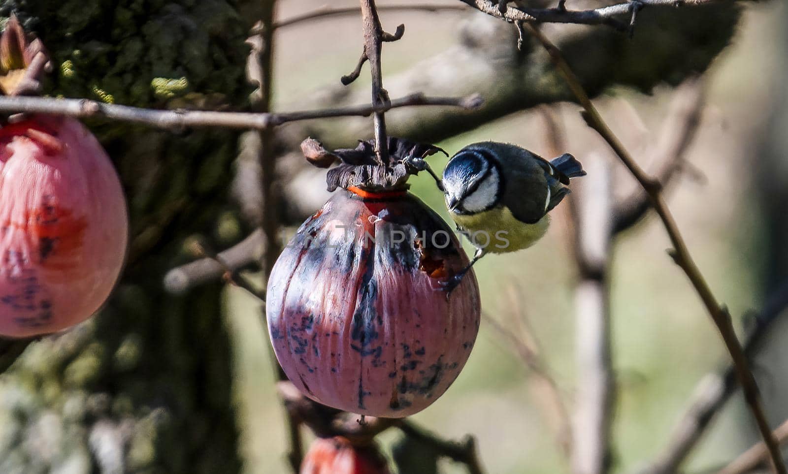 blue tit bird standing on a shit plant waiting for food