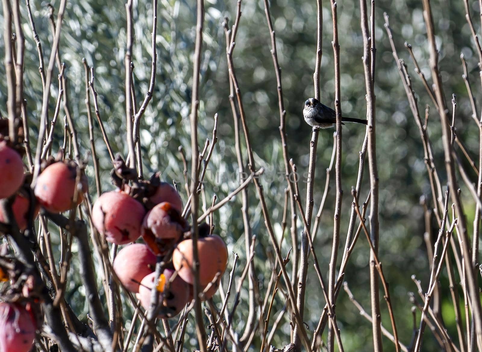 blue tit bird standing on a shit plant waiting for food