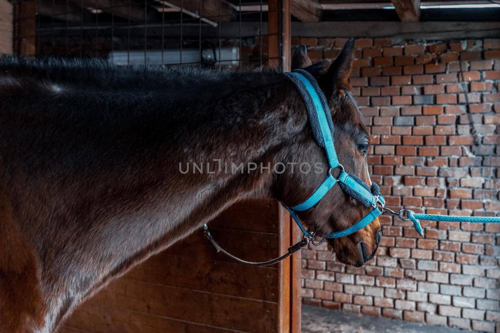racing horse in a stable on a farm.