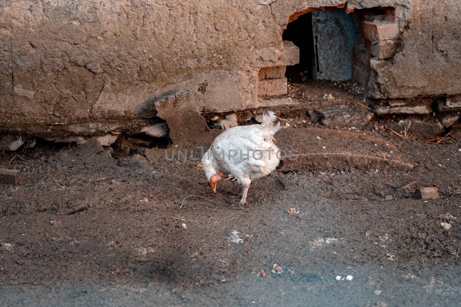 hen in the outdoor paddock at the farm.