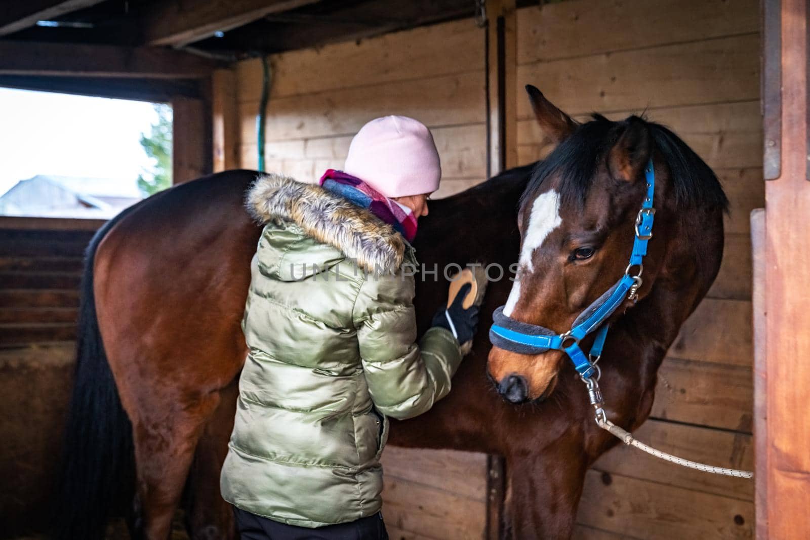 cleaning horses with the help of brushes in the barn.