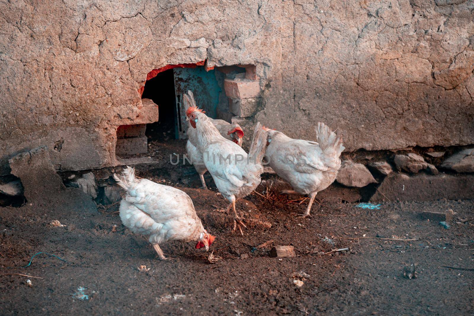 hen in the outdoor paddock at the farm.